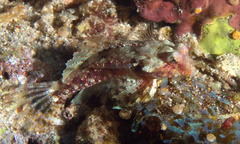 Synchiropus morrisoni