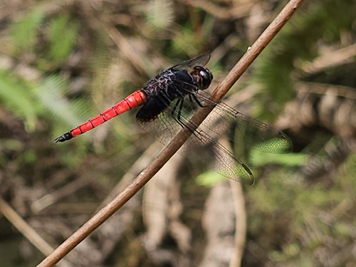Red Jungle-skimmer