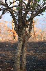 Flacourtia indica