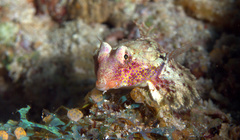 Synchiropus morrisoni