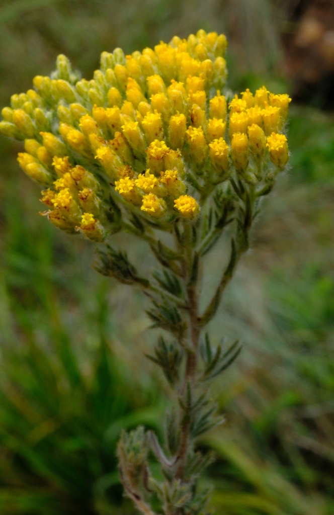 Swati Sheepdaisy