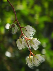 Elaeocarpus serratus