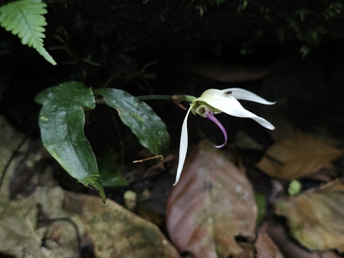Ancistrochilus thomsonianus