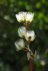 Elaeocarpus serratus