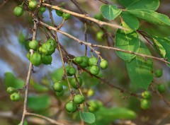 Flacourtia indica