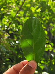 Elaeocarpus serratus