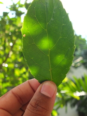 Elaeocarpus serratus