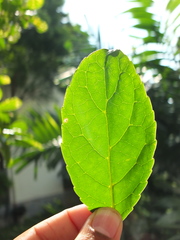 Elaeocarpus serratus