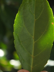 Elaeocarpus serratus