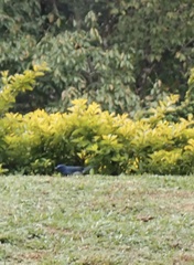 Eumyias albicaudatus