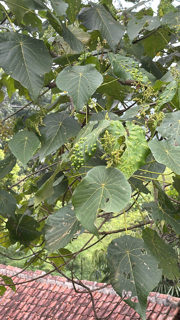 Parasol Leaf Tree (Macaranga tanarius)