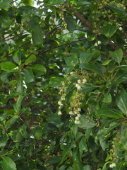 Elaeocarpus serratus