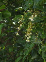 Elaeocarpus serratus