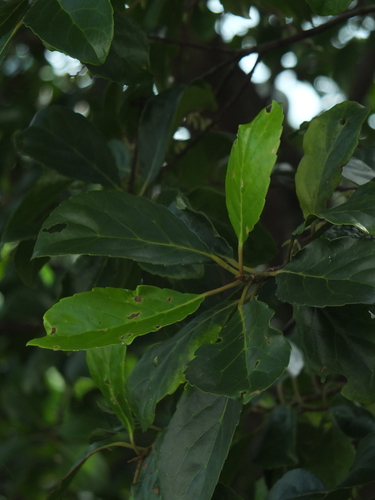 Image of Elaeocarpus serratus by (c) Siddarth Machado, some rights reserved (CC BY)