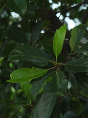 Elaeocarpus serratus