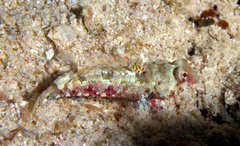 Synchiropus morrisoni