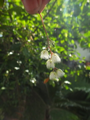 Elaeocarpus serratus