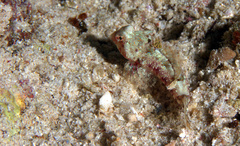 Synchiropus morrisoni