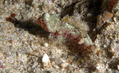 Synchiropus morrisoni