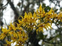 Cyrtochilum
