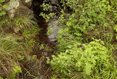 Helichrysum hypoleucum
