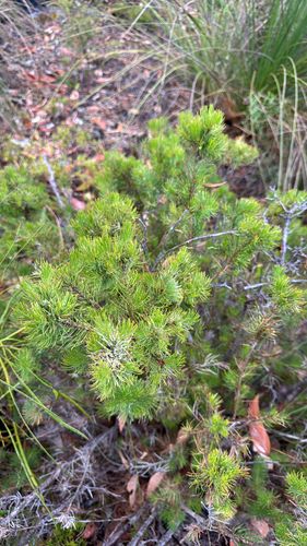 Silky-leaved Blood Flower (Melaleuca eriocarpa)