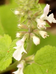 Stachys kuntzei
