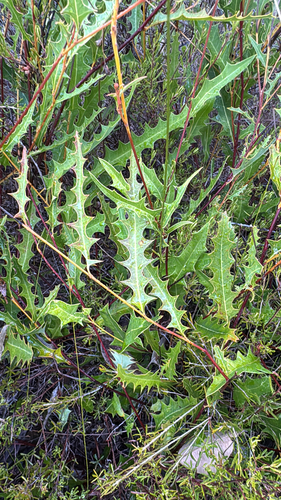 oak-leaf grevillea (Grevillea quercifolia)