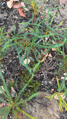 couch honeypot (Banksia dallanneyi)