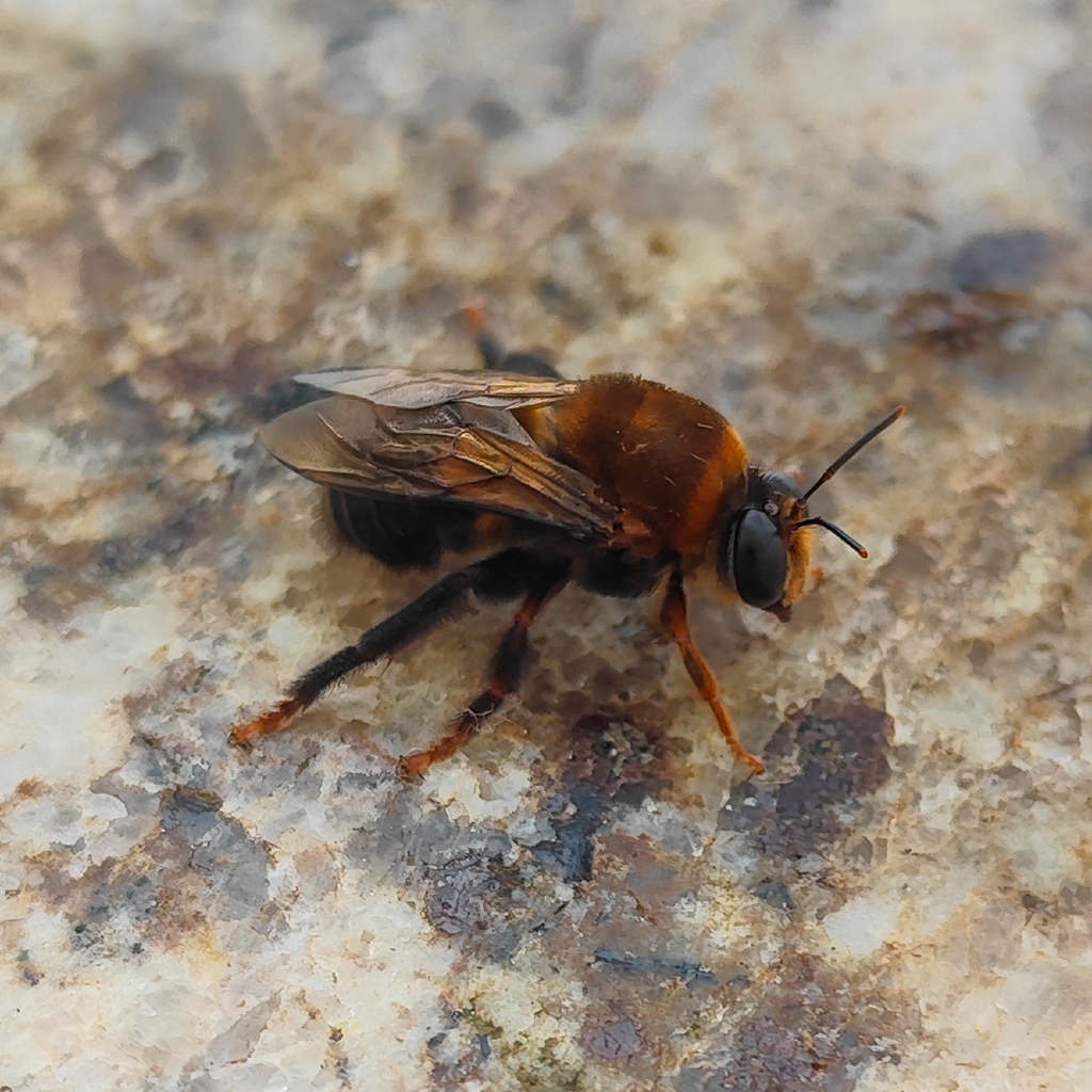 Ptiloglossa goffergei