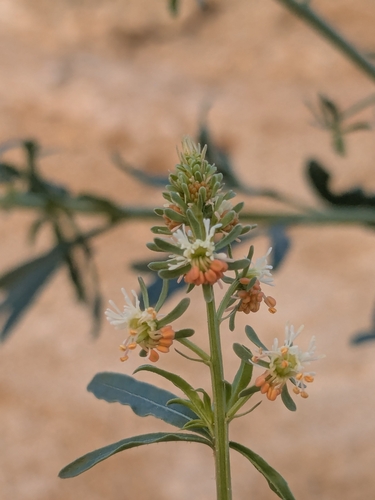 Reseda minoica (Reseda minoica)