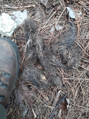 Canis lupus italicus