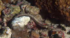 Halicampus macrorhynchus