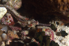 Halicampus macrorhynchus