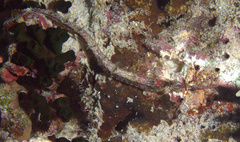 Halicampus macrorhynchus