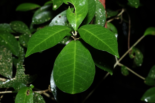 soft acronychia (Acronychia pauciflora)