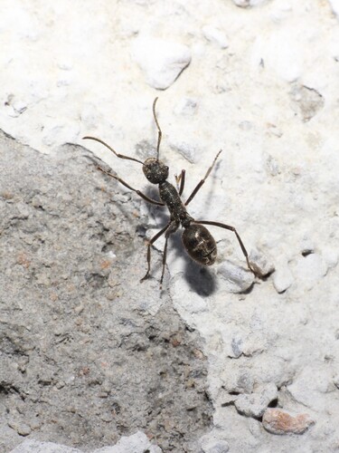 驼多刺蚁Polyrhachis lama