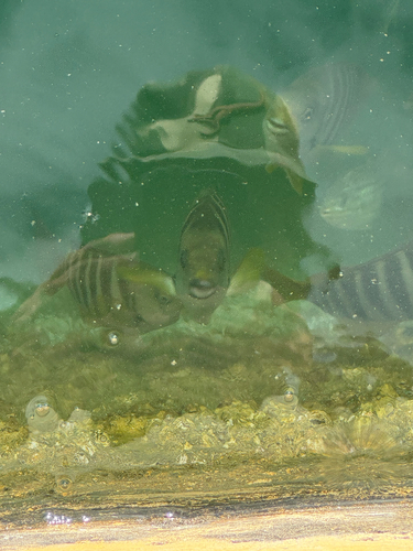 Girella zebra