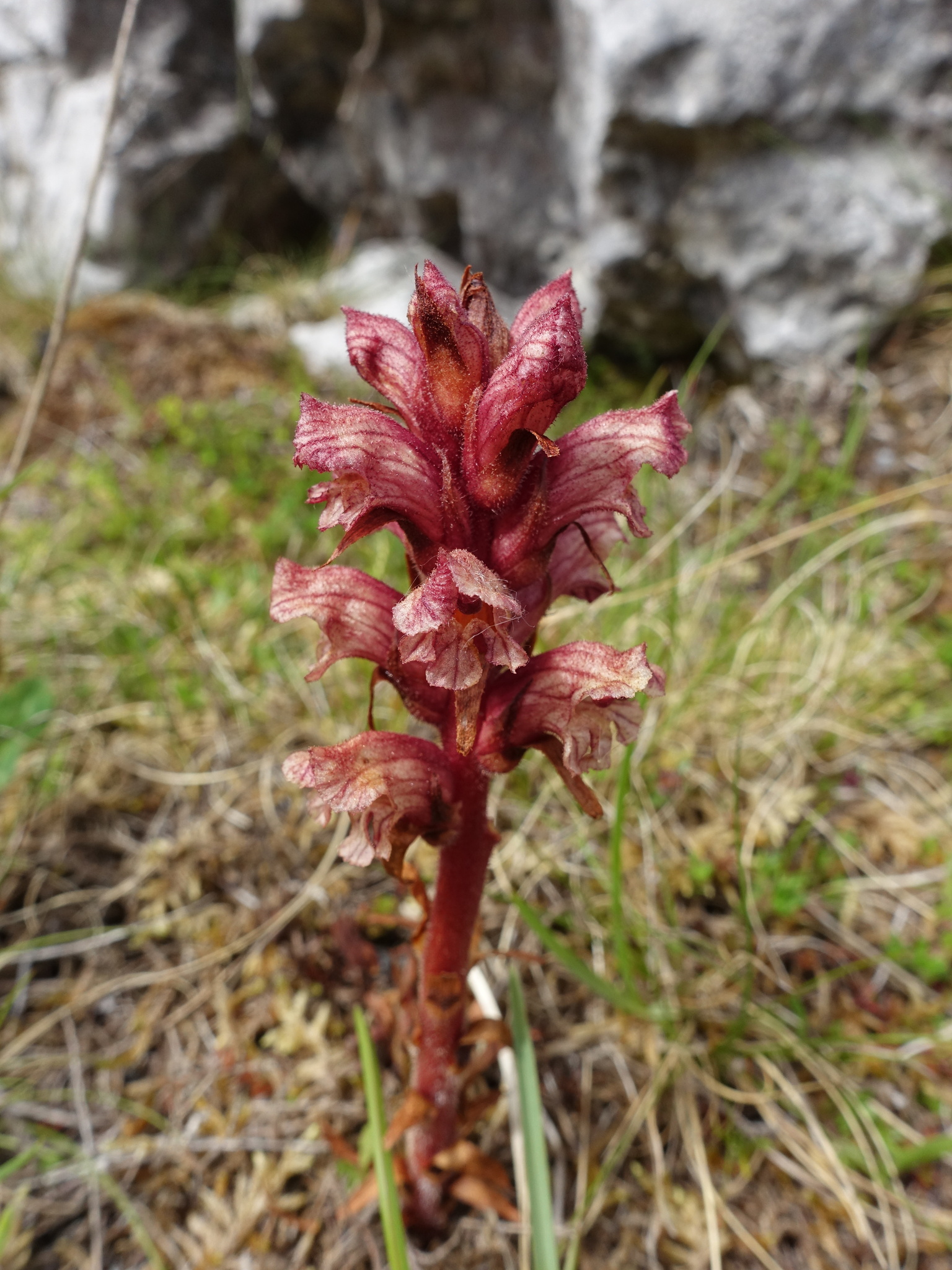 Thyme Broomrape (Orobanche alba)