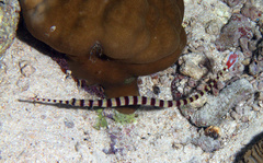 Dunckerocampus dactyliophorus