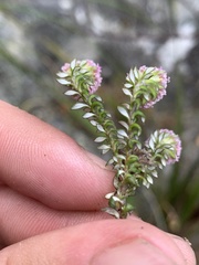 Stoebe prostrata