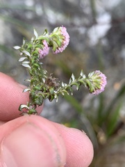 Stoebe prostrata