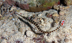 Dunckerocampus dactyliophorus