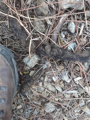 Canis lupus italicus