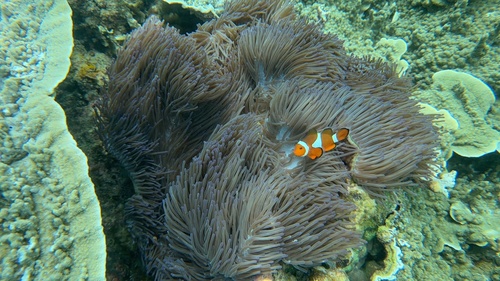 Amphiprion ocellaris
