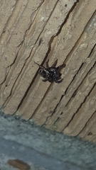Anasaitis canosa