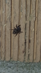 Anasaitis canosa