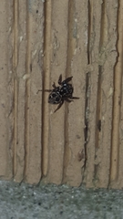 Anasaitis canosa