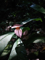 Dalechampia spathulata