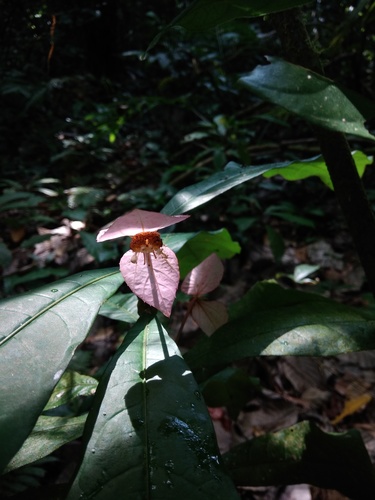 Dalechampia spathulata, photograph 2